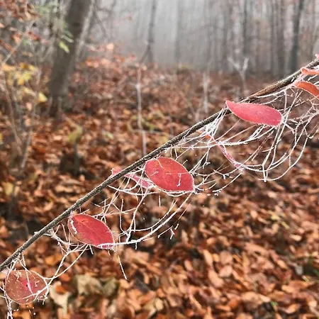 Morgensonne Am Kurpark # Gratis Parkplatz # Ebenerdig # Spielplatz # Wlan # 2 Schlafzimmer # Naehe Weimar # Weimarer Land # Smart-tv * バート・ベルカ